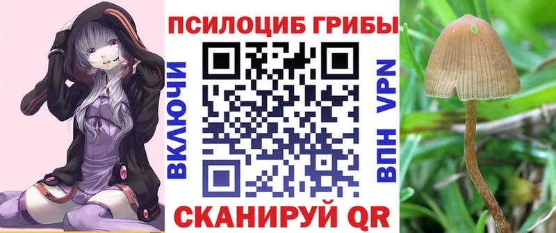 купить  сайты  Енисейск  Псилоцибиновые грибы Psilocybe 