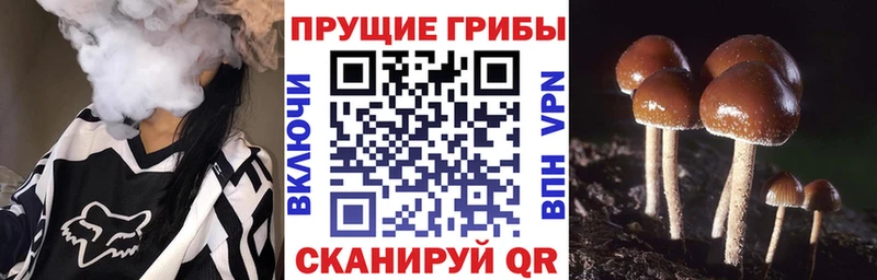 Псилоцибиновые грибы GOLDEN TEACHER Енисейск